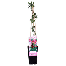 Buitenplant - Lonicera periclymenum 'Serotina' - Bloeiend - Pot Ø 15cm Hoogte ↕ 65cm