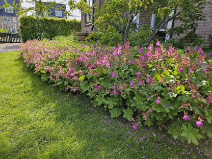 Buitenplant 6x Geranium macrorrhizum - Bloeiend - Pot Ø 9cm Hoogte ↕ 10-25cm