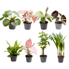 Kamerplant - Baby Plantjes Verrassingsbox 8 stuks - Pot Ø 6cm Hoogte ↕ 12cm