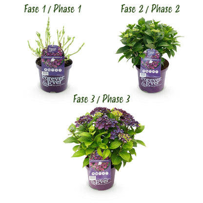 Buitenplant 2x Hydrangea Forever & Ever Paars - Bloeiend - Pot Ø 23cm Hoogte ↕ 55cm