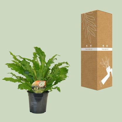Kamerplant - Asplenium Campio - Pot Ø 17cm Hoogte ↕ 50cm