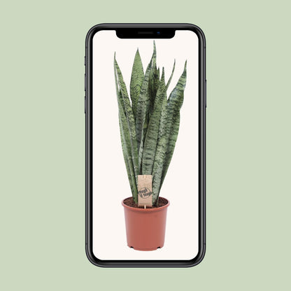 Kamerplant - Sansevieria Zeylanica - Pot Ø 17cm Hoogte ↕ 70cm