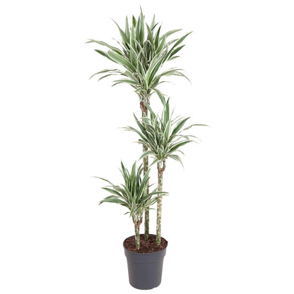 Kamerplant - Dracaena White Stripe - Pot Ø 24cm Hoogte ↕ 150cm