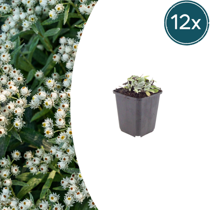 Buitenplant 12x Anaphalis triplinervis - Bloeiend - Pot Ø 9cm Hoogte ↕ 10-25cm
