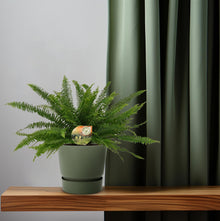 Kamerplant - Nephrolepis Green Lady - Pot Ø 17cm Hoogte ↕ 40cm