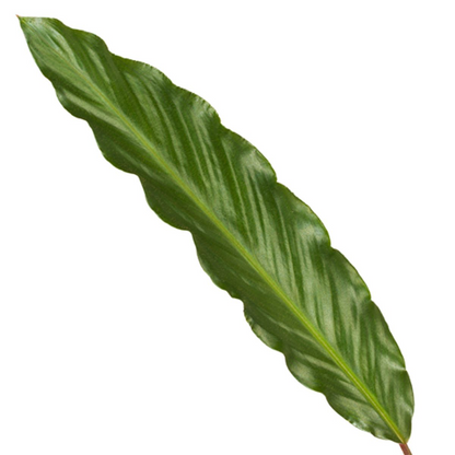 Kamerplant - Calathea Wavestar - Pot Ø 19cm Hoogte ↕ 80cm