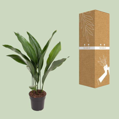 Kamerplant - Aspidistra Elatior - Pot Ø 17cm Hoogte ↕ 70cm