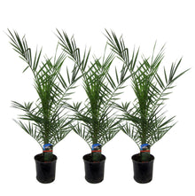Buitenplant 3x Phoenix Canariensis - Pot Ø 15cm Hoogte ↕ 80cm
