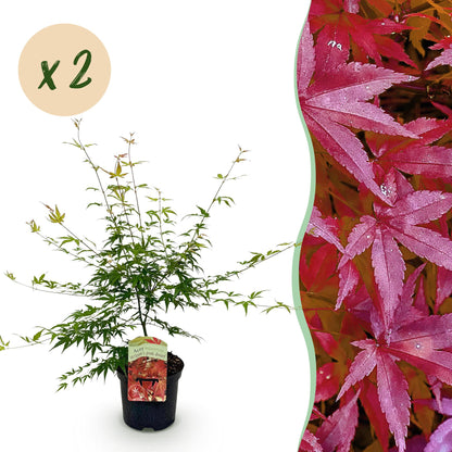 Buitenplant 2x Acer palmatum 'Pink Dwarf' - Pot Ø 19cm Hoogte ↕ 70cm