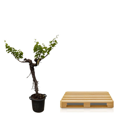 Buitenplant - Druivenboom Vitis Vinifera stam vertakt - Pot Ø 55cm Hoogte ↕ 220cm