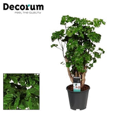 Kamerplant - Polyscias Roble - Pot Ø 17cm Hoogte ↕ 60cm