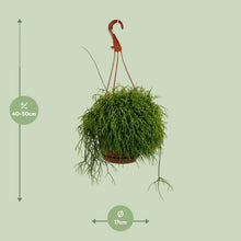 Kamerplant - Rhipsalis Cassutha - Hangplant - Pot Ø 17cm Hoogte ↕ 45cm