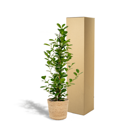 Kamerplant - Ficus microcarpa Moclame - Inclusief mand - Pot Ø 21cm Hoogte ↕ 95cm