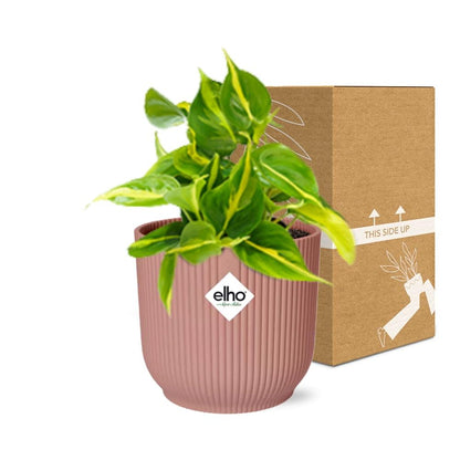 Kamerplant - Philodendron Scandens 'Brasil' - Pot Ø 14cm