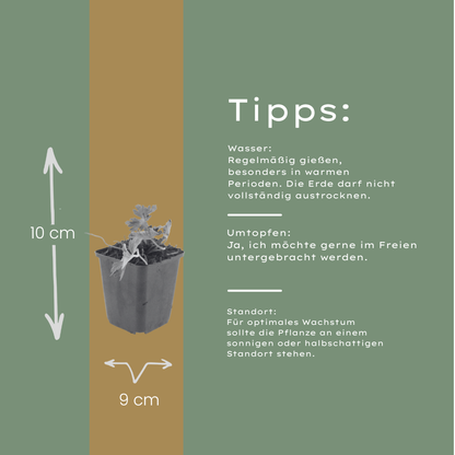 Buitenplant 12x Geranium 'Azure Rush' - Bloeiend - Pot Ø 9cm Hoogte ↕ 10-25cm