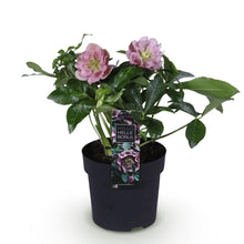 Buitenplant - Helleborus orientalis 'Double Ellen Pink' - Bloeiend - Pot Ø 14cm Hoogte ↕ 35cm