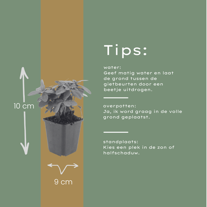 Buitenplant 48x Euphorbia amygdaloides robbiae - Pot Ø 9cm Hoogte ↕ 10-25cm