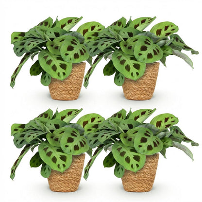 Kamerplant 4x Maranta Fascinator Kerchoveana - Zebraplant - Pot Ø 12cm Hoogte ↕ 25cm