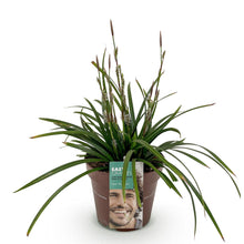 Buitenplant - Carex morrowii 'Irish Green' - Winterhard - Pot Ø 17cm Hoogte ↕ 50cm