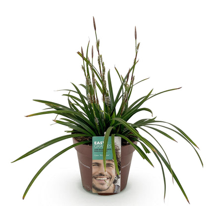 Buitenplant - Carex morrowii 'Irish Green' - Winterhard - Pot Ø 17cm Hoogte ↕ 50cm