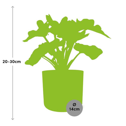 Kamerplant - Philodendron Atom - Pot Ø 14cm