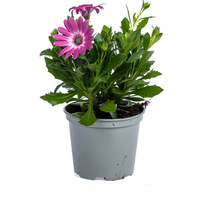 Buitenplant 8x Osteospermum Ecklonis Pink - Bloeiend - Pot Ø 12cm Hoogte ↕ 20cm