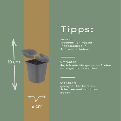 Buitenplant 60x Asarum europaeum - Schaduwplant - Pot Ø 9cm Hoogte ↕ 10-25cm