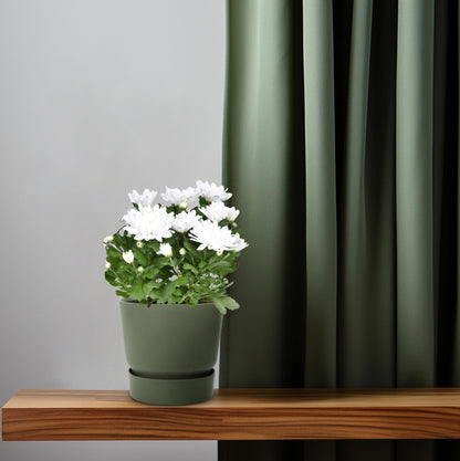 Kamerplant - Chrysanthemum Brave - Pot Ø 12cm Hoogte ↕ 26cm