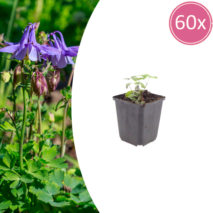 Buitenplant 60x Aquilegia vulgaris - Bloeiend - Pot Ø 9cm Hoogte ↕ 10-25cm