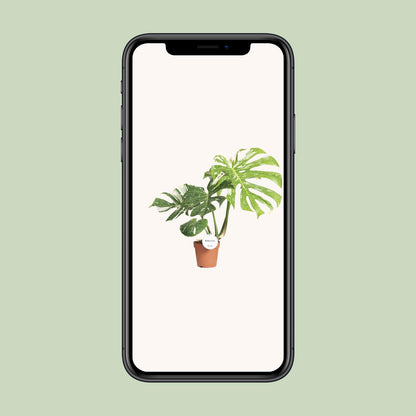Kamerplant - Monstera Thai Constellation - Pot Ø 15cm Hoogte ↕ 40-50cm