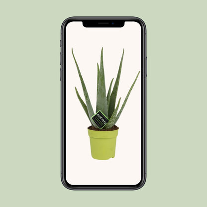Kamerplant - Aloe Vera - Pot Ø 12cm Hoogte ↕ 45cm