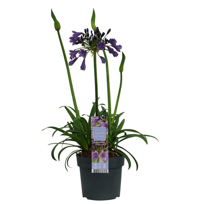 Buitenplant - Agapanthus 'Poppin Purple' - Bloeiend - Pot Ø 19cm Hoogte ↕ 30cm