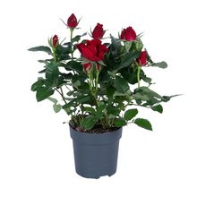 Kamerplant - Rosa rood - Bloeiend - Pot Ø 17cm Hoogte ↕ 45cm