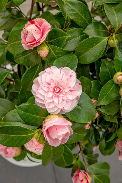 Buitenplant - Camellia japonica Bonomiana - Bloeiend - Pot Ø 19cm Hoogte ↕ 65cm