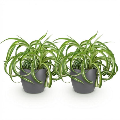 Kamerplant 2x Chlorophytum comosum Bonnie - Krullende Graslelie - Pot Ø 12cm Hoogte ↕ 20cm