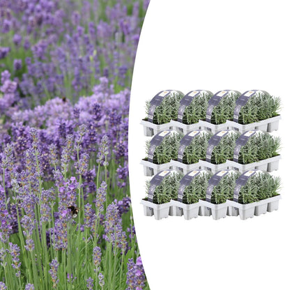 Buitenplant 12x 6 pack Lavendel angustifolia - Bloeiend - Pot Ø 7cm Hoogte ↕ 15cm