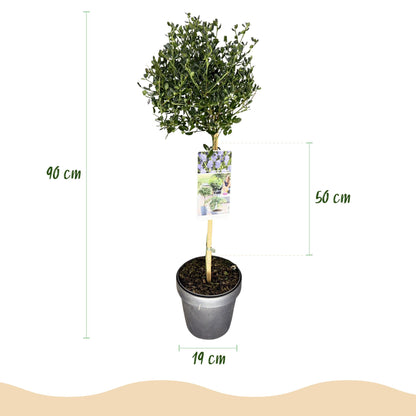 Buitenplant - Ceanothus impressus Victoria - Winterhard - Pot Ø 19cm Hoogte ↕ 90cm