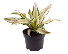 Kamerplant - Dracaena Malaika - Pot Ø 12cm Hoogte ↕ 22cm