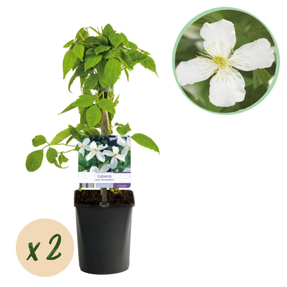Buitenplant 2x Clematis montana Grandiflora - Vroegbloeiend Wit - Pot Ø 11cm Hoogte ↕ 40cm