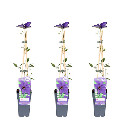 Buitenplant 3x Clematis The President - Bloeiend - Pot Ø 15cm Hoogte ↕ 65cm