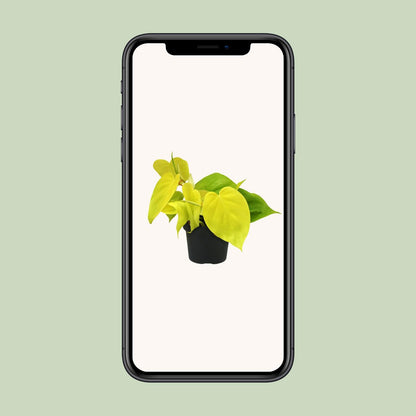 Kamerplant - Philodendron Lime - Luchtzuiverend - Pot Ø 12cm Hoogte ↕ 20cm