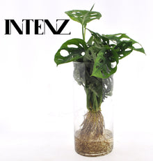 Kamerplant - Monstera in Cylinder Glas - Pot Ø 12cm Hoogte ↕ 25cm