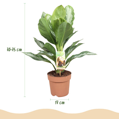 Green BoutiQ - Green is... Kamerplanten - Aglaonema Silver Bay - Zilverblad - Weinig onderhoud - Groen - 1 Plant - Pot 17cm - Hoogte 70-75cm