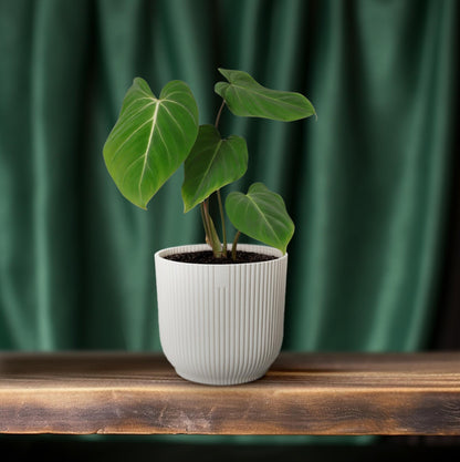 Kamerplant - Philodendron gloriosum - Pot Ø 12cm Hoogte ↕ 35cm