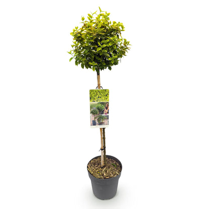 Buitenplant - Euonymus fortunei 'Emerald n Gold' op stam - Bladhoudend - Winterhard - Pot Ø 19cm Hoogte ↕ 90cm
