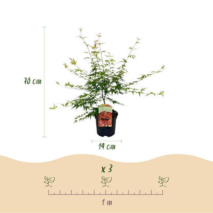 Buitenplant Acer palmatum 'Pink Dwarf' - Japanse Esdoorn Roze - Bladverliezend - Pot Ø 19cm Hoogte ↕ 70cm