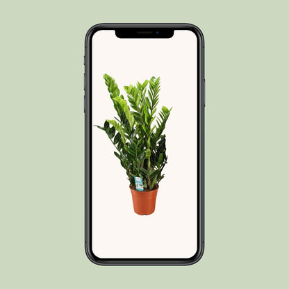 Kamerplant - Zamioculcas Zamiifolia - Pot Ø 21cm Hoogte ↕ 95cm