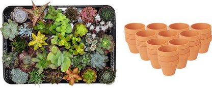 Kamerplant 30x Mini Succulenten Mix - Terracotta Potten - Pot Ø 8,1cm Hoogte ↕ 5-10cm
