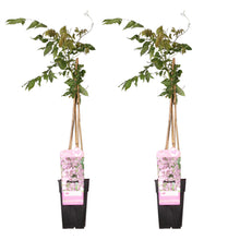 Buitenplant 2x Wisteria floribunda 'Rosea' - Bloeiend - Pot Ø 15cm Hoogte ↕ 65cm