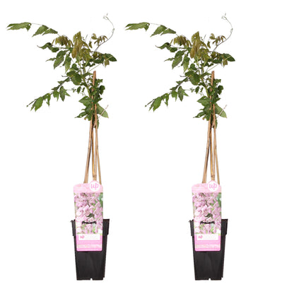 Buitenplant 2x Wisteria floribunda 'Rosea' - Bloeiend - Pot Ø 15cm Hoogte ↕ 65cm